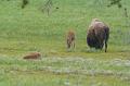 Bison and babies 3